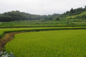 My very first rice paddy!  Countryside outside Yeoju.